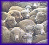 sheep.jpg (4621 bytes)